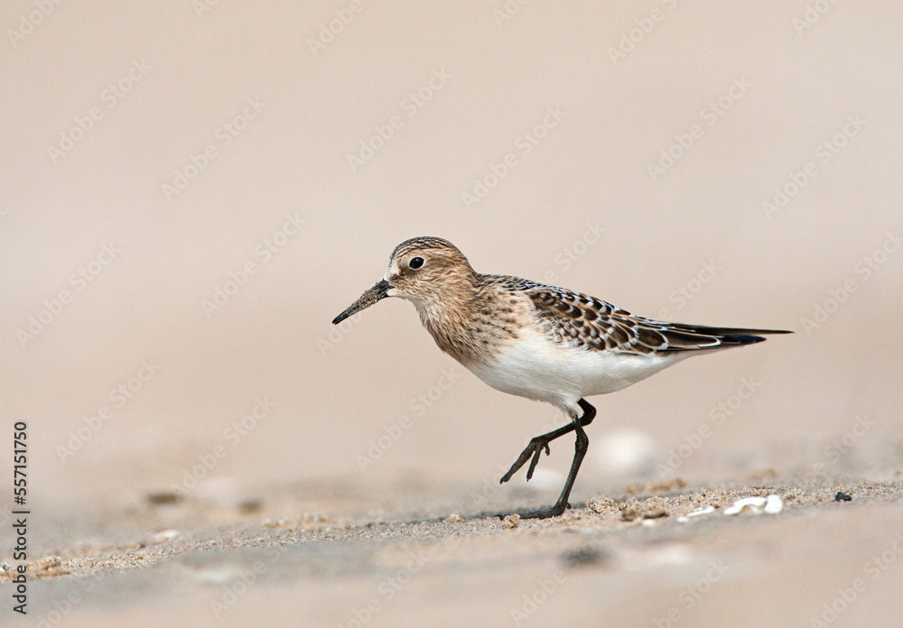 Bairds Strandloper, Bairds Sandpiper, Calidris bairdii, Bairds Strandloper, Bairds Sandpiper, Calidris bairdii,
