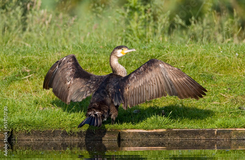 Aalscholver, Great Cormorant, Phalacrocorax carbo photo
