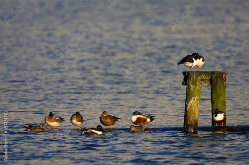 Northern Shoveler, Slobeend, Anas clypeata photo