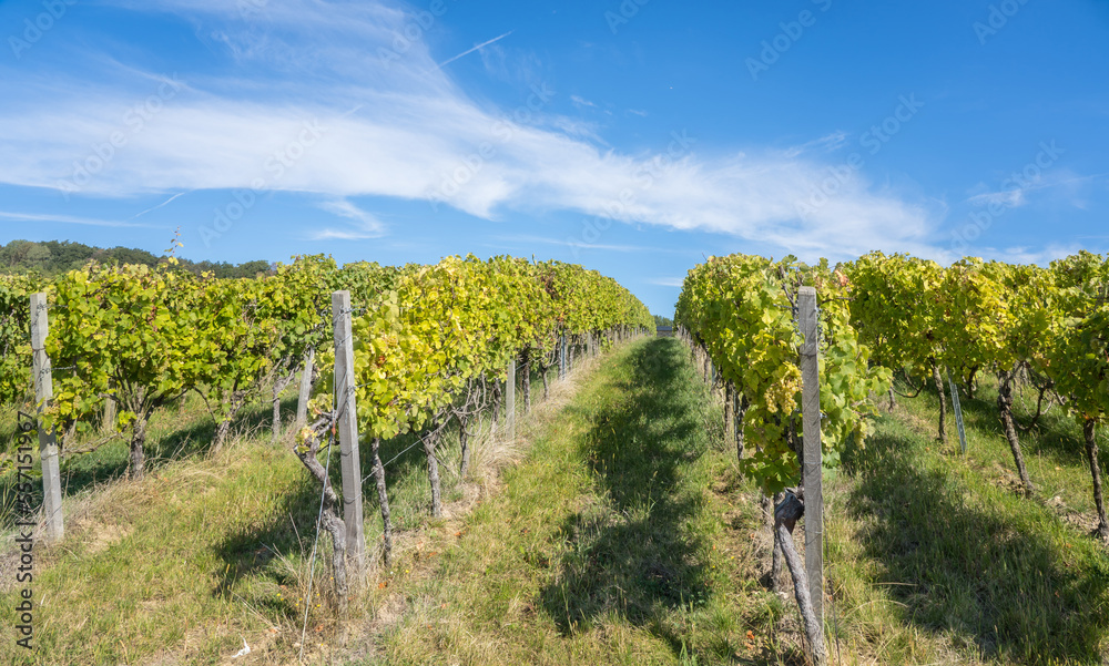 Vineyards with grapes