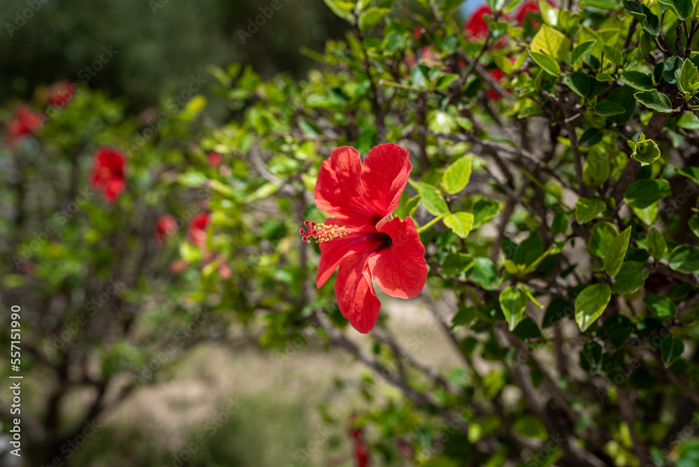 Colorful Flower in Roman Bath Garden in Carthage, Tunisia. Hibiscus red flower Tunisia. Rosemallows