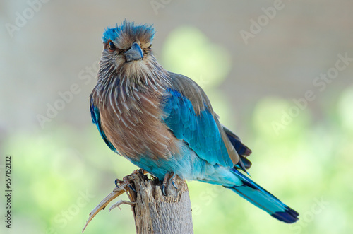 Indian Roller Coracias benghalensis on a Birch