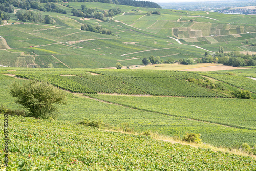 Champagne vineyards, France