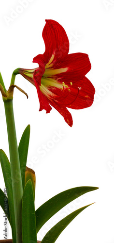 Hippeastrum red flower and leaves