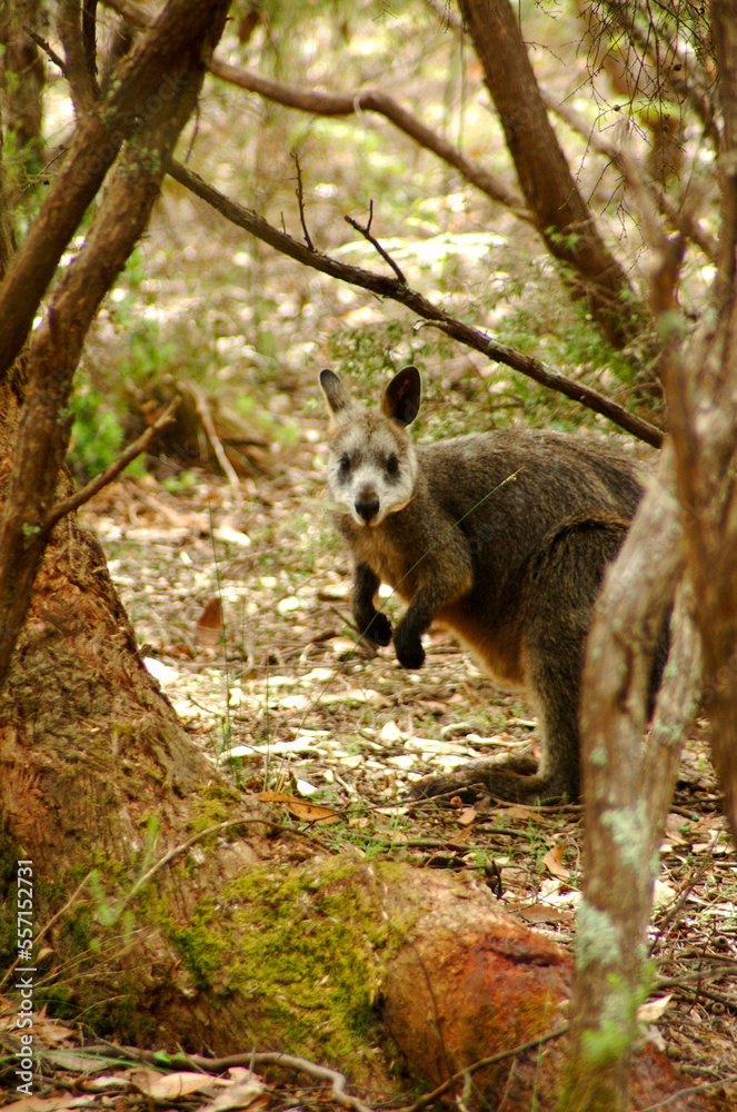 Obraz premium kangaroo wallaby