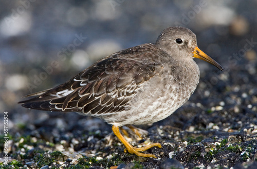 Wallpaper Mural Purple Sandpiper, Paarse Strandloper, Calidris maritima Torontodigital.ca