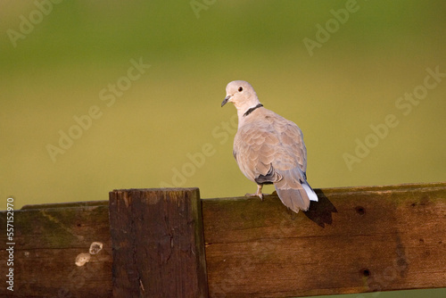 Eurasian Collared Dove, Turkse Tortel, Streptopelia decaocto photo