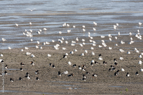 Vogels op Waddenzee, Birds at Wadden Sea © Marc