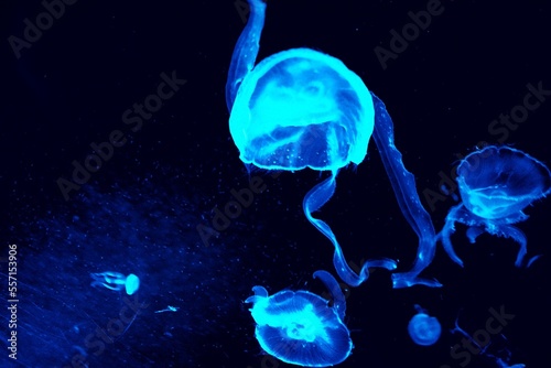 jellyfish in the water