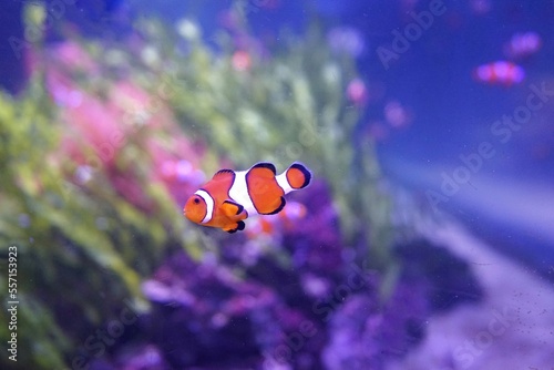 fish in aquarium