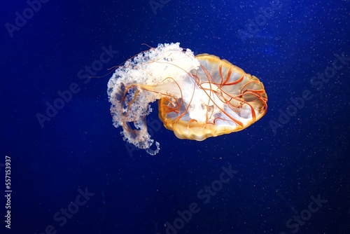 jelly fish in aquarium