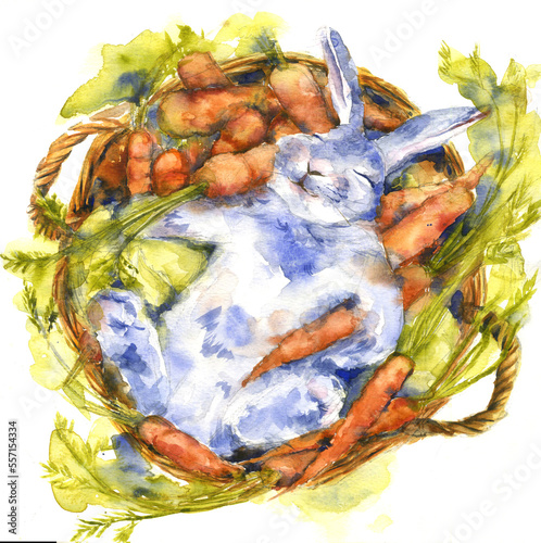 Watercolor drawing sleeping rabbit in the basket with carrots and cabbage (ID: 557154334)