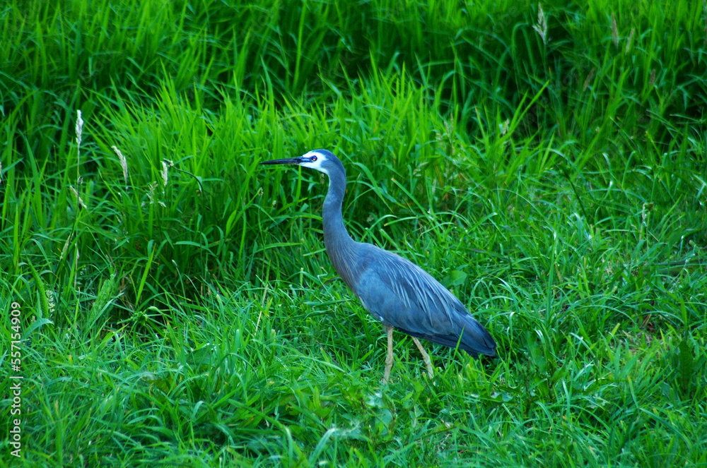 Australian bird Australian bird