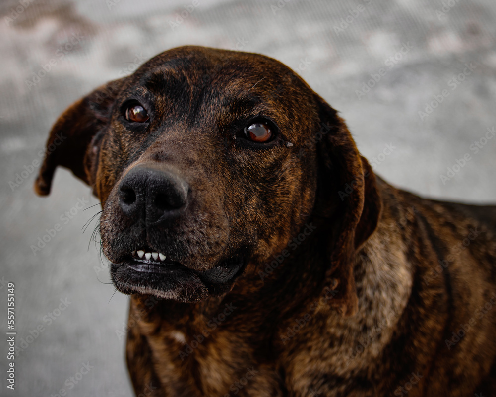 portrait of a dog portrait of a dog