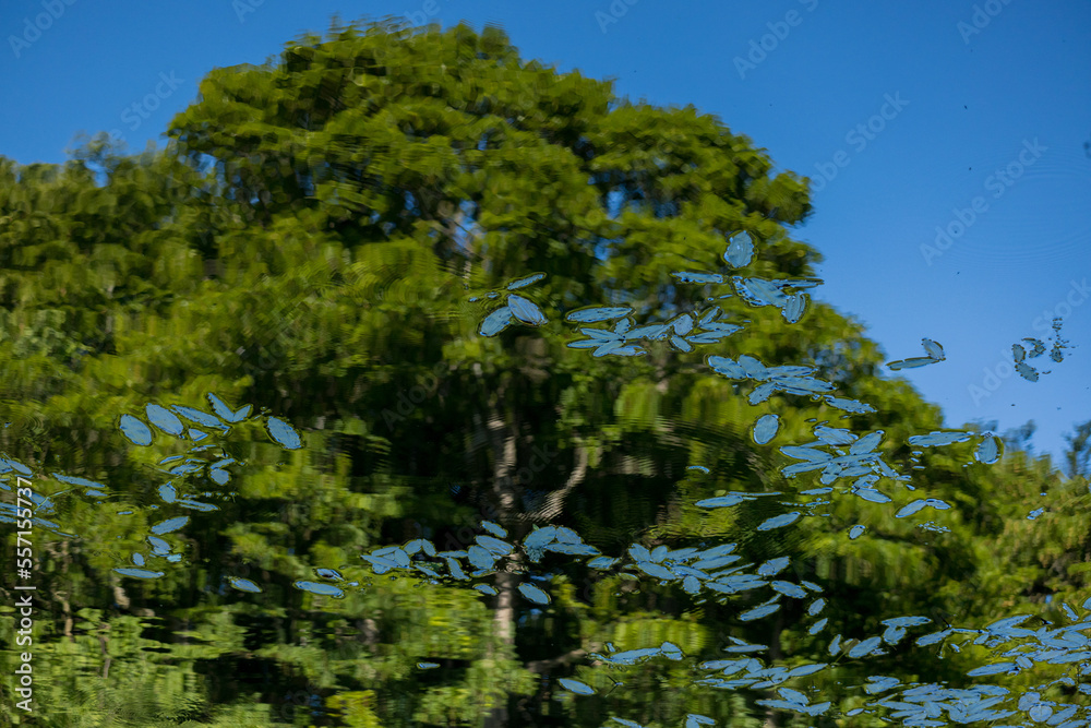 Fototapeta premium Durham England: 2022-06-07: Refelction on water, river wear with lush green trees