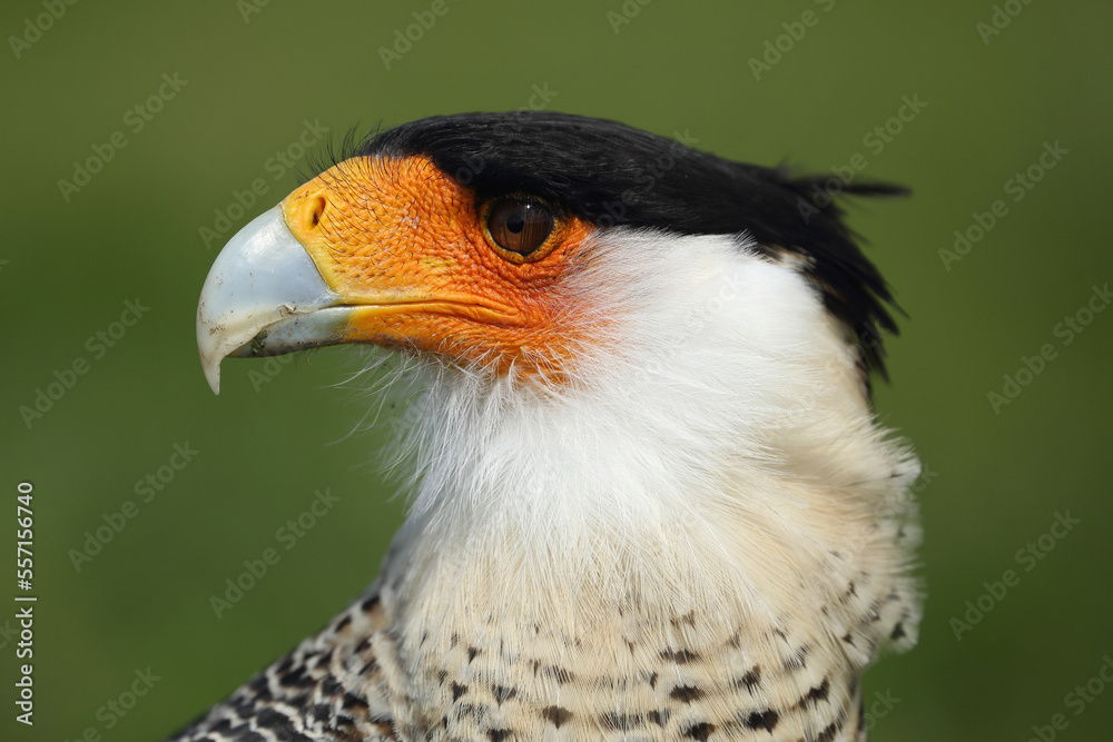 Fototapeta premium Portrait of a Crested Caracara against a green background 