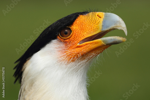 Portrait of a Crested Caracara calling out loud  © RMMPPhotography