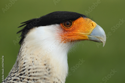 Portrait of a Crested Caracara against a green background 