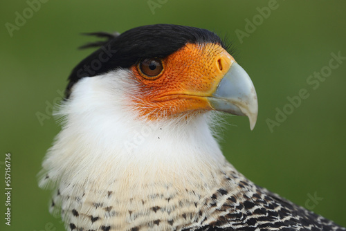 Portrait of a Crested Caracara against a green background  © RMMPPhotography