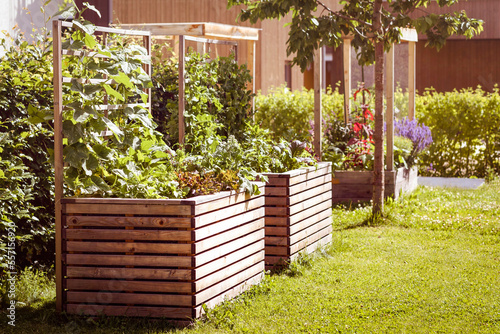 Urban gardening: Growing Fresh Vegetables and Herbs on Humus soil in Garden Raised bed. Fresh Lettuce Salad Cucumbers growing in Raised Beds