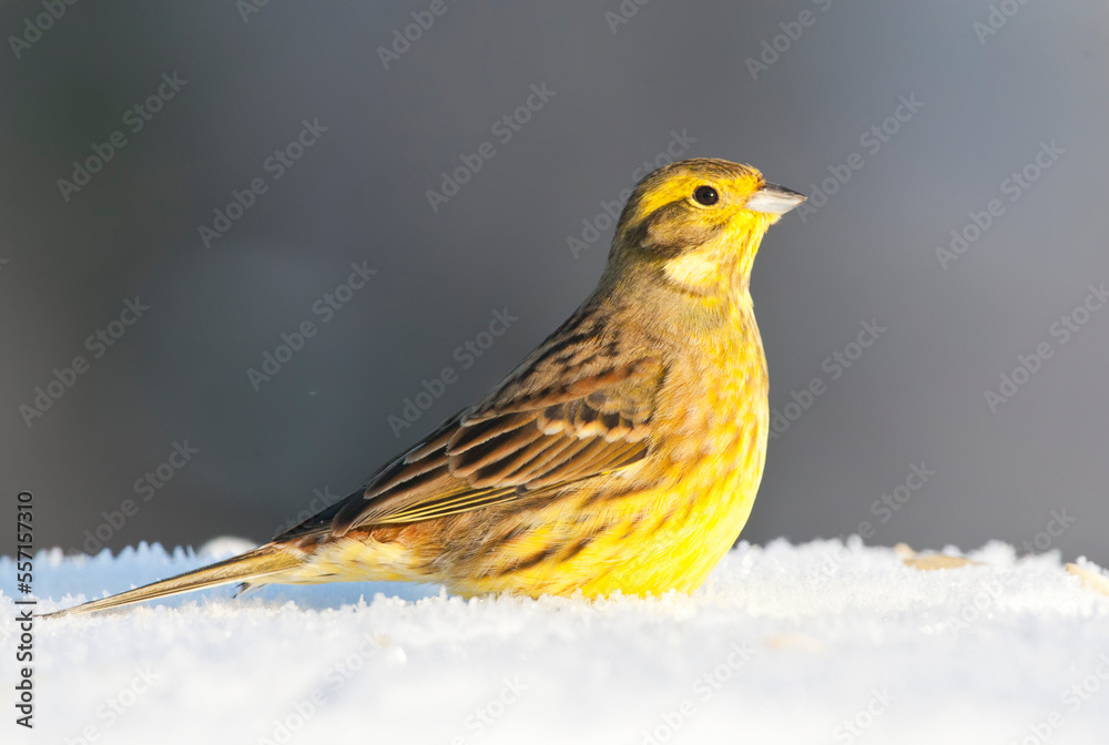 Fototapeta premium Geelgors, Yellowhammer, Emberiza citrinella