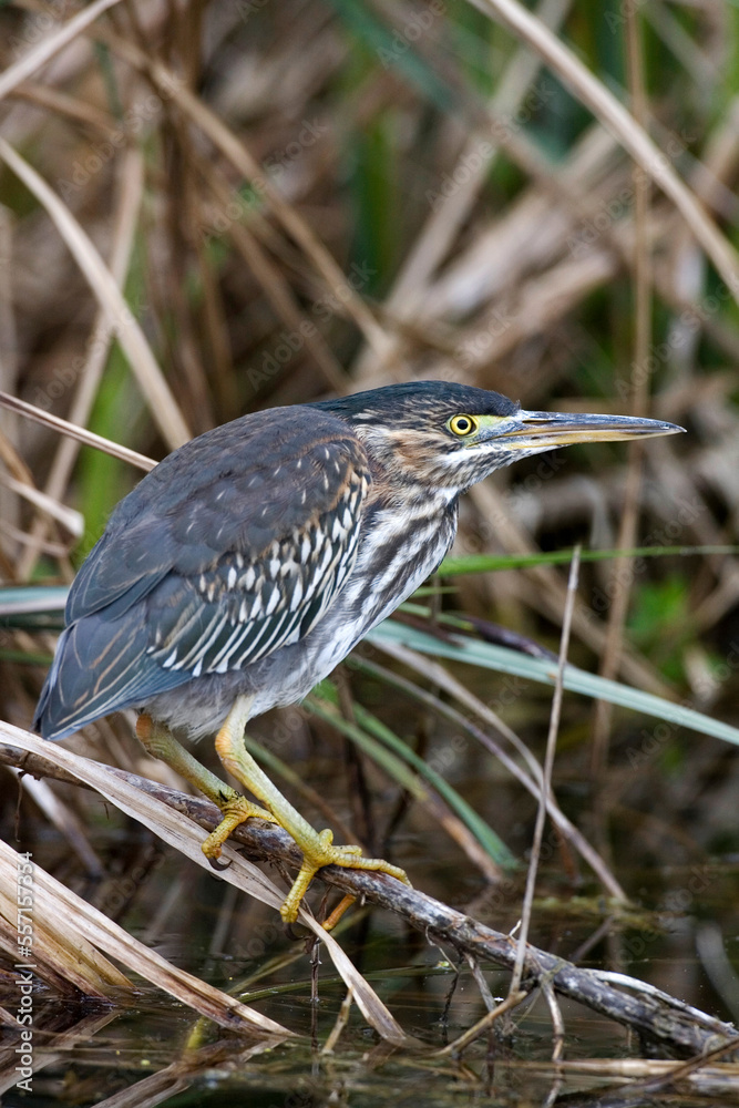 Green Heron, Groene Reiger, Butorides virescens Green Heron, Groene Reiger, Butorides virescens