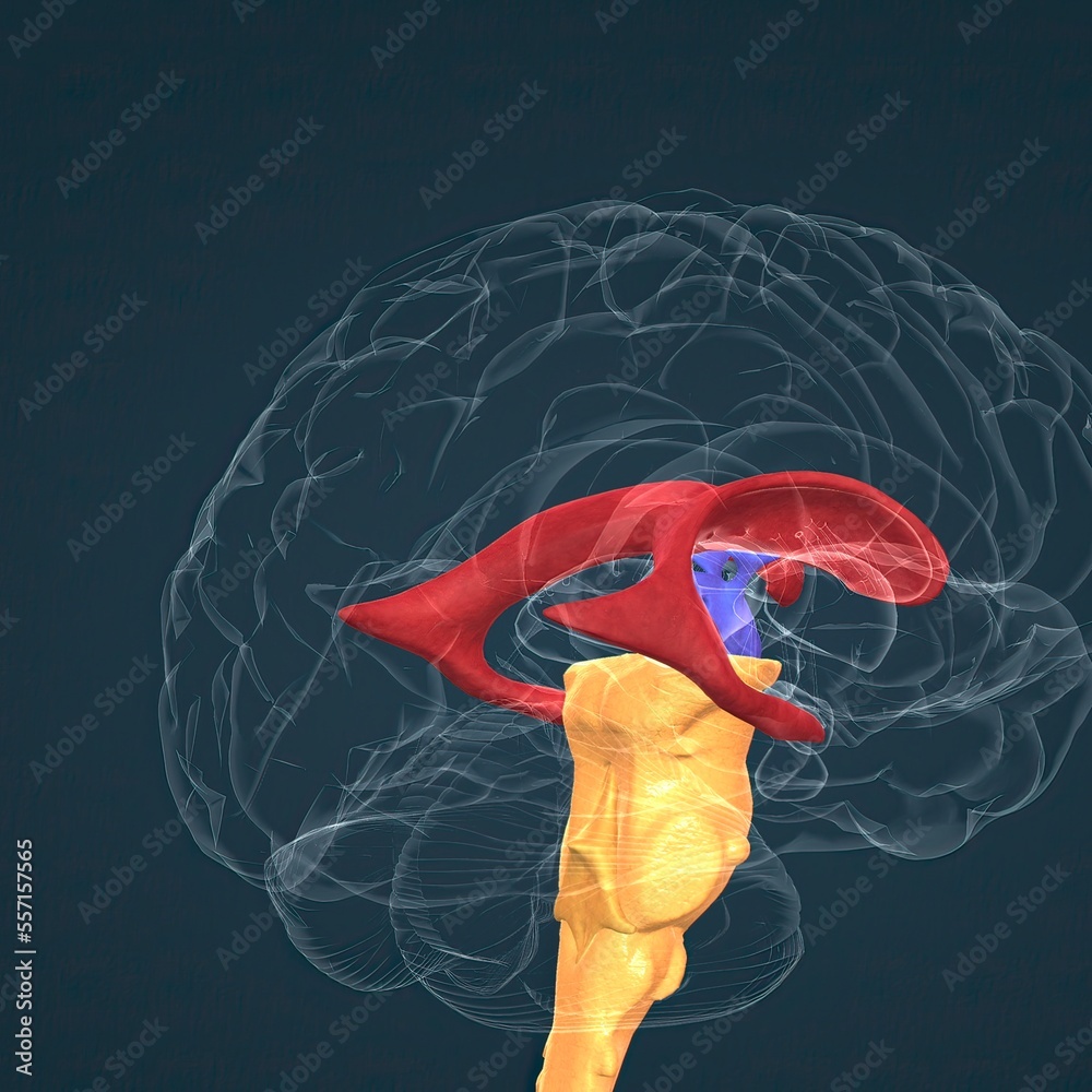 Anatomy of the basal ganglia Stock Illustration Biology Diagrams
