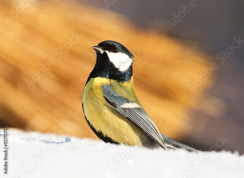 Koolmees, Great Tit, Parus major