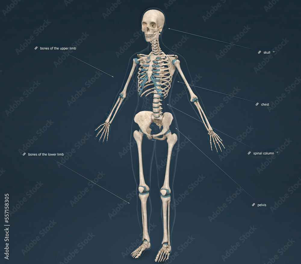 The female axial skeleton supports the head, neck, back, and chest and