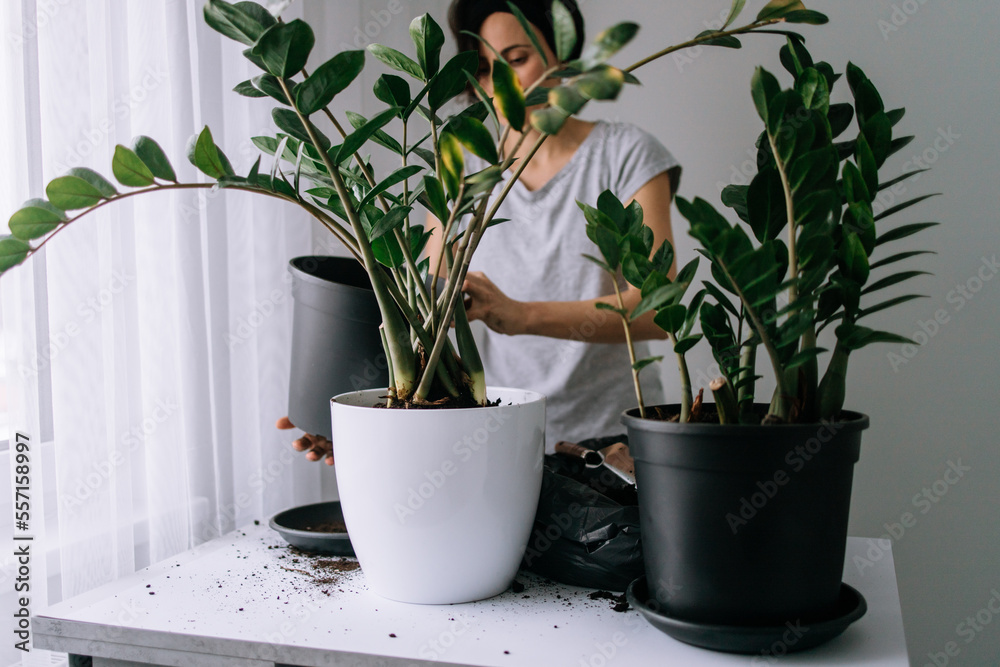 Gardener woman transplants indoor plants and use a shovel on table. Concept of plants care and home garden. Spring planting. Female replanting flowers in the pot. Gardener woman transplants indoor plants and use a shovel on table. Concept of plants care and home garden. Spring planting. Female replanting flowers in the pot.