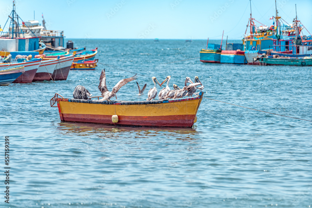 Obraz premium pepelicans on a fishing boat on the seashore