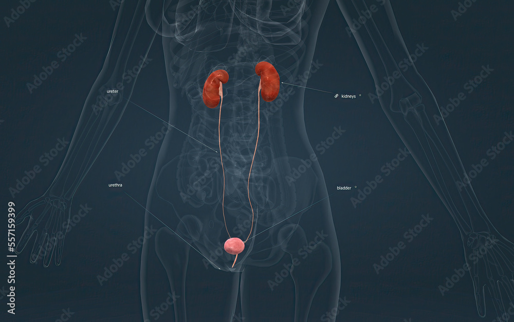 The excretory system consists of organs which remove metabolic wastes