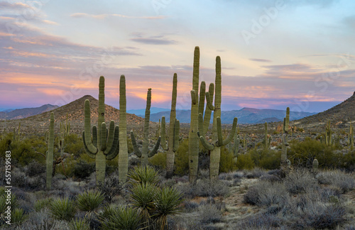 Close Up View Of Saguaro Cactus Stand At Dawn In Arizona Sonoran Desert 