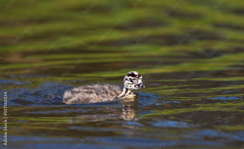 Fuut, Great Crested Grebe, Podiceps cristatus