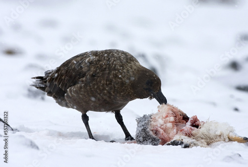 Subantarctic Skua, Subantarctische Grote Jager, Stercorarius antarcticus photo