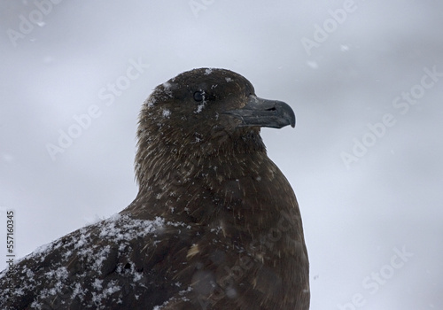 Subantarctic Skua, Subantarctische Grote Jager, Stercorarius antarcticus photo
