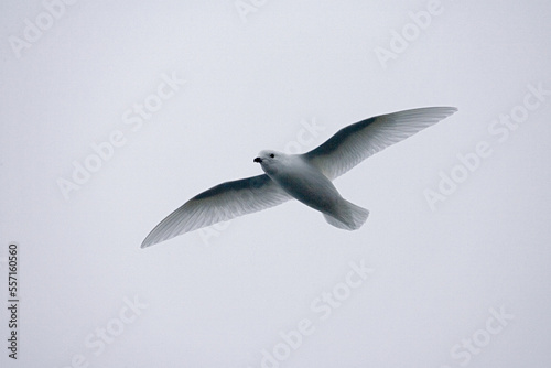 Lesser Snow Petrel, Sneeuwstormvogel, Pagodroma nivea photo