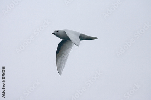 Lesser Snow Petrel, Sneeuwstormvogel, Pagodroma nivea photo
