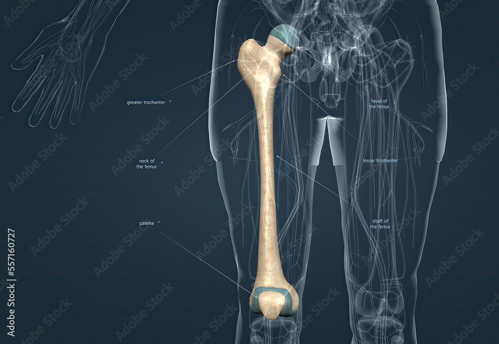 Human Anatomy, Bony Pelvis And Lower Limb, Knee Patella Stock ...