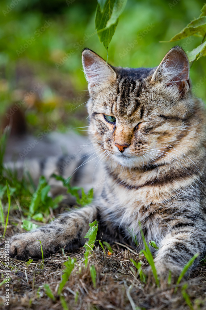 a homeless cat with a sore eye lies in the grass in nature.