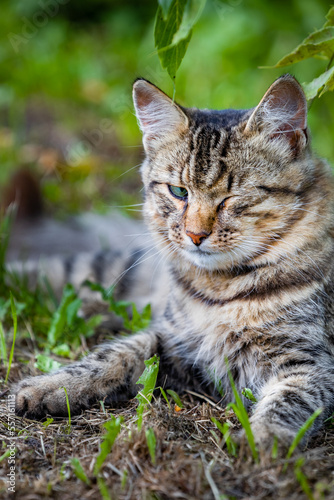 a homeless cat with a sore eye lies in the grass in nature.