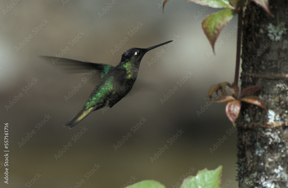 Fototapeta premium Magnificent Hummingbird, Rivoli-kolibrie, Eugenes fulgens