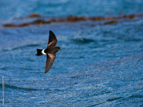 Wilsons Stormvogeltje, Wilsons Storm-petrel, Oceanites oceanicus photo