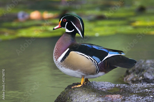 Wood Duck, Carolinaeend, Aix sponsa photo