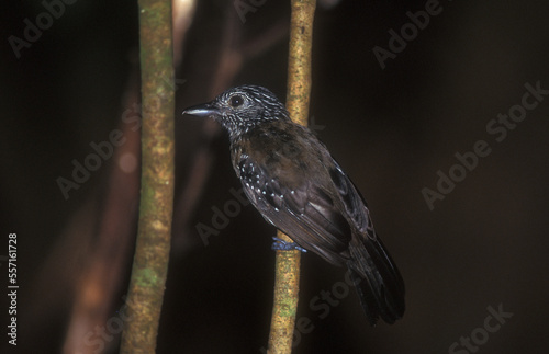 Black-hooded Antshrike, Zwartkap-mierklauwier, Thamnophilus bridgesi photo