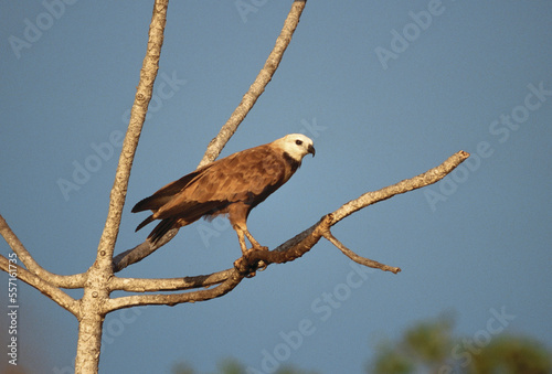 Black-collared Hawk, Busarellus nigricollis photo