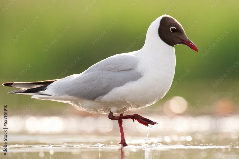 Kokmeeuw, Common Black-headed Gull, Croicocephalus ridibundus Kokmeeuw, Common Black-headed Gull, Croicocephalus ridibundus