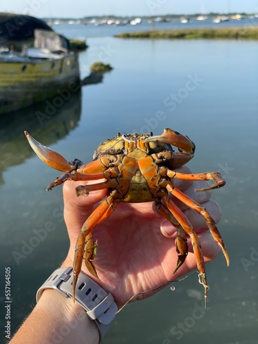 Crab 