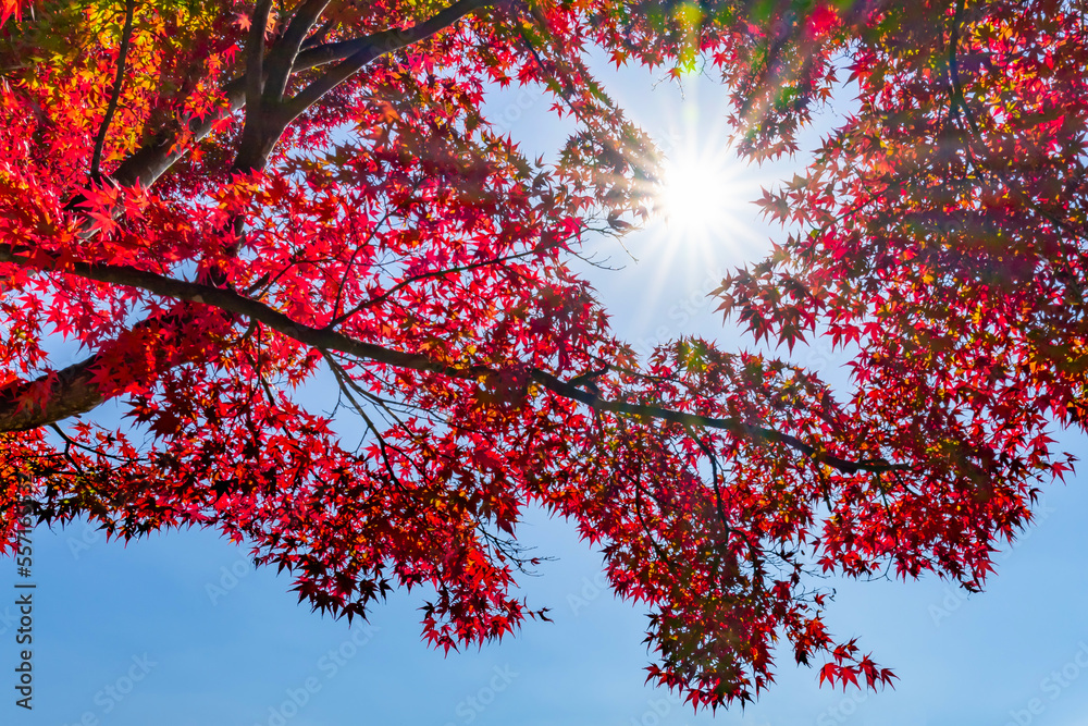 山梨県富士河口湖町　紅葉シーズンの河口湖