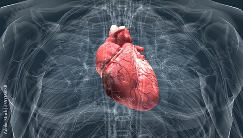 Fotografia, Obraz Heart pumps blood through the blood vessels of the circulatory system